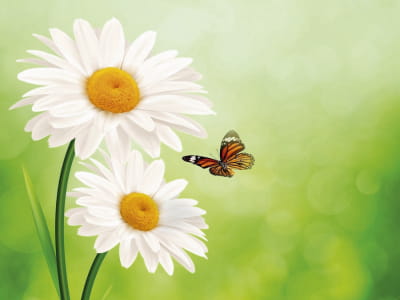 Fototapete Gänseblümchen und Schmetterling