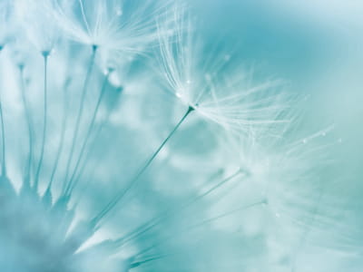 Fototapete Löwenzahn im blauen Dunst