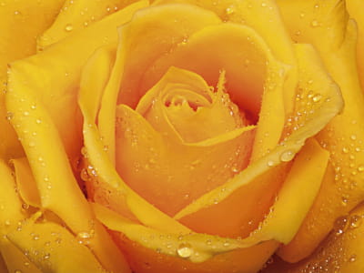 Fototapete Herrliche Rose