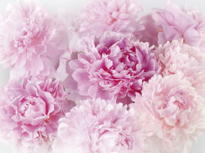 Fototapete Zarte rosa Pfingstrosen