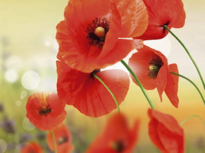 Fototapete Köstliche Mohnblumen
