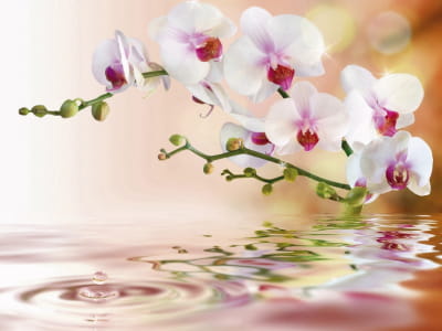 Fototapete Brillante Orchideen