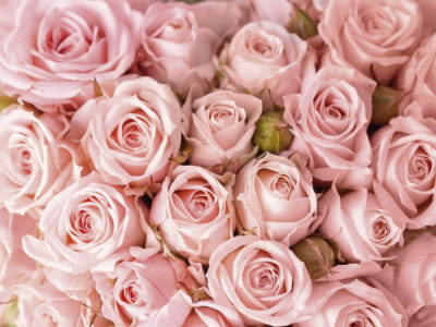 Fototapete Zarte rosa Rosen