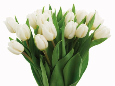 Fototapete Strauß weißer Tulpen