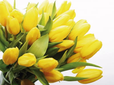Fototapete Strauß gelber Tulpen