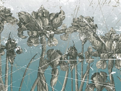 Fototapete Irisblüten