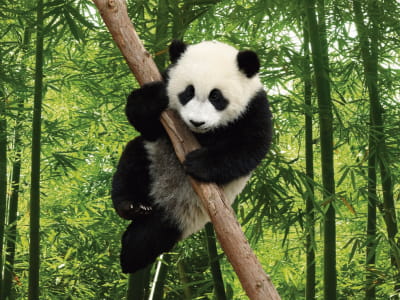 Fototapete Panda im Bambuswald