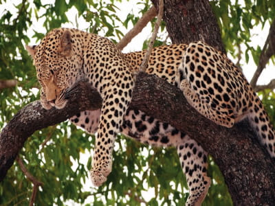 Fototapete Wunderschöner Leopard