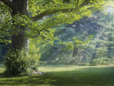 Fototapete Waldlichtung