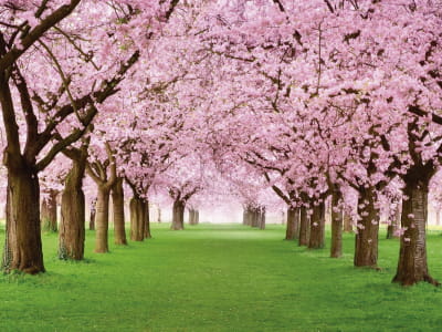Fototapete Wilde Kirschblüten