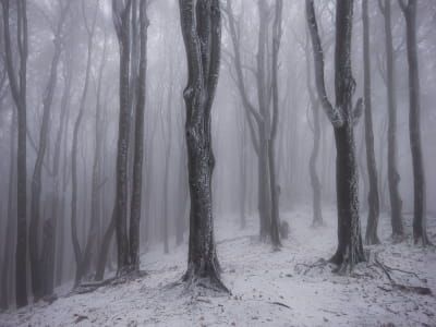 Fototapete Nachtwinterwald