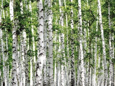 Fototapete Natur der Birke