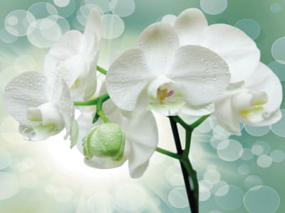 Fototapete Üppige weiße Orchideen