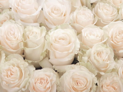 Fototapete Große weiße Rosen