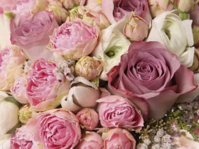 Fototapete Verschiedene Rosen