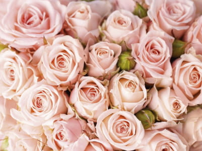 Fototapete Leuchtende Rosen