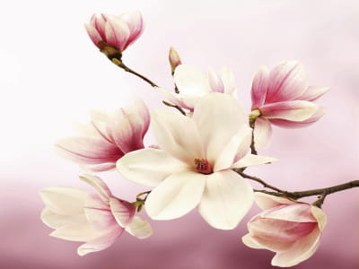 Fototapete Magnolienduft