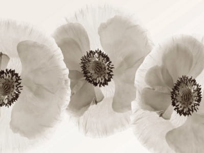 Fototapete Weiße Mohnblumen