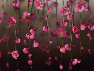 Fototapete Fallende rosa Blüten