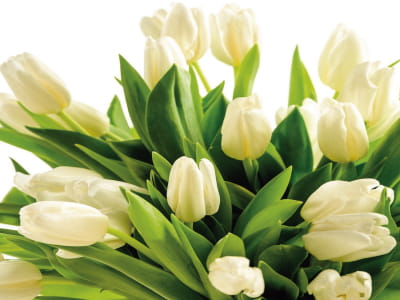 Fototapete Weiße Tulpen