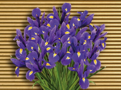 Fototapete Strauß Iris