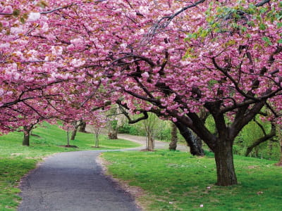 Fototapete Kirschblüten im Park