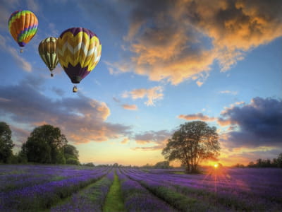 Fototapete Luftballons über einem Lavendelfeld