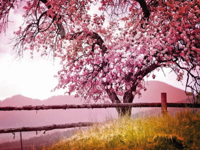 Fototapete Sakura vor dem Hintergrund des Sonnenuntergangs
