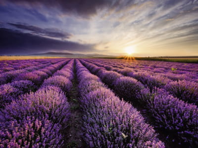 Fototapete Lavendelfeld Provence