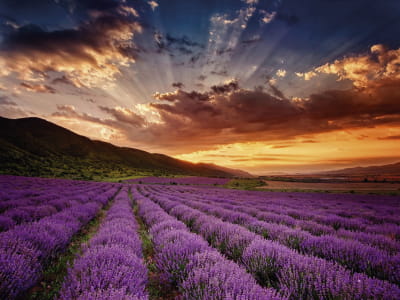 Fototapete Lavendel- und Orangensonnenuntergang