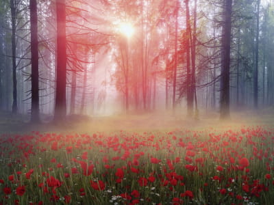 Fototapete Mohnblumen im Wald