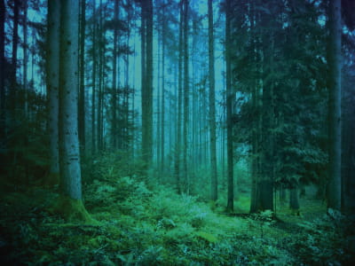 Fototapete Nebel im Nachtwald