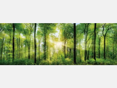 Fototapete Strahlen durch den Wald