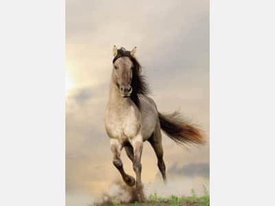Fototapete Pferd in Bewegung