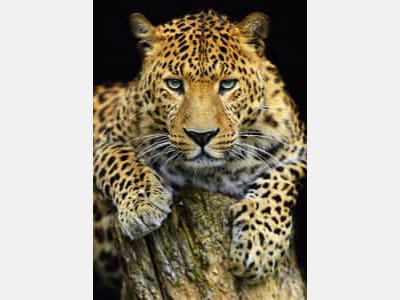 Fototapete Leopard auf dunklem Hintergrund