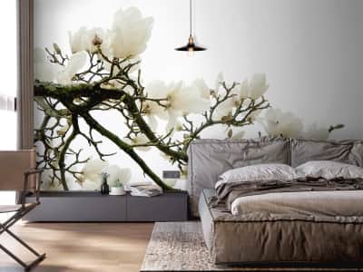 Fototapete Zweig einer blühenden Magnolie