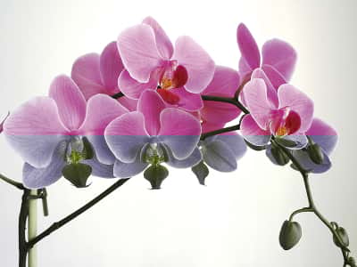 Fototapete Volumetrische Orchidee