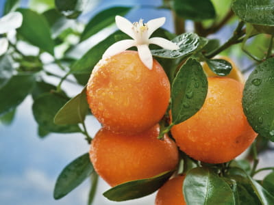 Fototapete Frische Orangen
