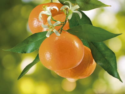 Fototapete Mandarin