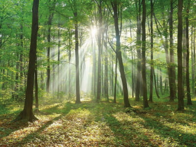 Fototapete Morgendämmerung in einem Waldhain