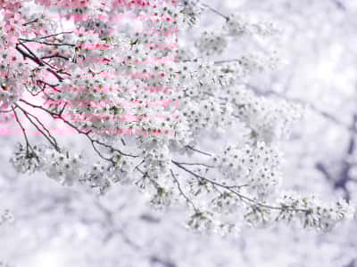 Fototapete Rosa Sakura