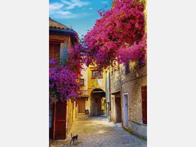 Fototapete Blumen der Provence Frankreich