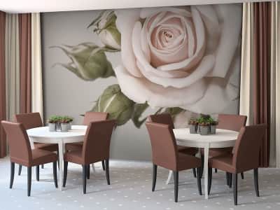 Fototapete Zarte Rose
