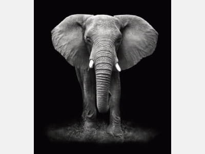Fototapete Elefant auf schwarzem Hintergrund