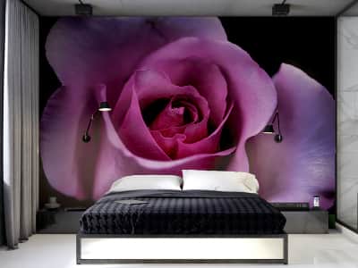 Fototapete Große schöne Rose
