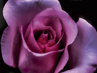 Fototapete Große schöne Rose