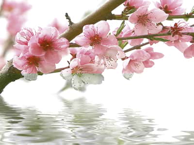 Fototapete Sakura über Wasser