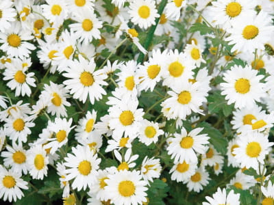 Fototapete Kamillenblüten
