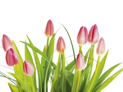 Fototapete Wunderschöne rosa Tulpen