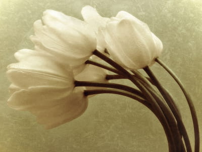 Fototapete Zarte Tulpen